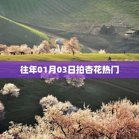 『01月03日拍杏花，熱門(mén)春光瞬間』