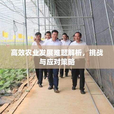 高效農(nóng)業(yè)發(fā)展難題解析，挑戰(zhàn)與應對策略