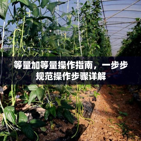 等量加等量操作指南，一步步規(guī)范操作步驟詳解