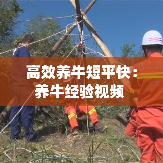 高效養(yǎng)牛短平快：養(yǎng)牛經(jīng)驗(yàn)視頻 