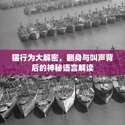 貓行為大解密，翻身與叫聲背后的神秘語(yǔ)言解讀