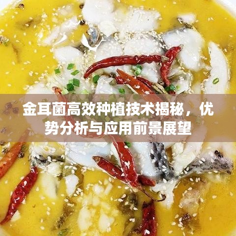 金耳菌高效種植技術揭秘，優(yōu)勢分析與應用前景展望