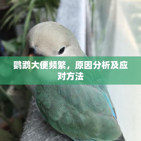 鸚鵡大便頻繁，原因分析及應對方法