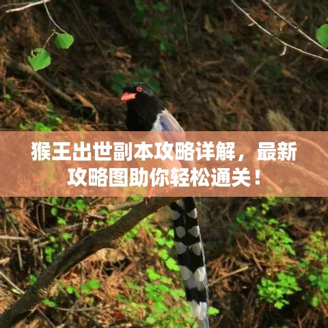 猴王出世副本攻略詳解，最新攻略圖助你輕松通關(guān)！