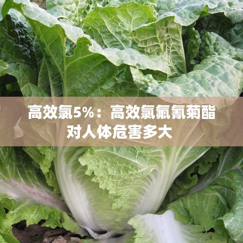 高效氯5%：高效氯氟氰菊酯對(duì)人體危害多大 