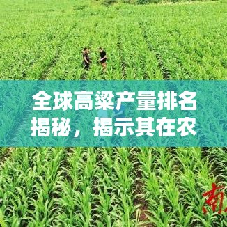 全球高粱產(chǎn)量排名揭秘，揭示其在農(nóng)業(yè)領(lǐng)域的國際地位