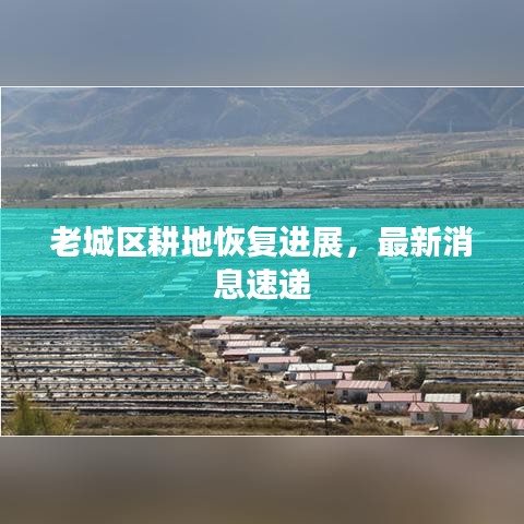 老城區(qū)耕地恢復(fù)進展，最新消息速遞