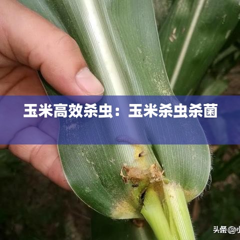 夯雀兒先飛 第3頁