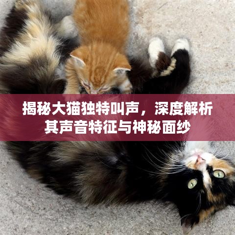揭秘大貓獨(dú)特叫聲，深度解析其聲音特征與神秘面紗