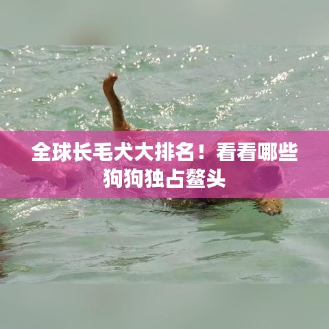 全球長毛犬大排名！看看哪些狗狗獨占鰲頭