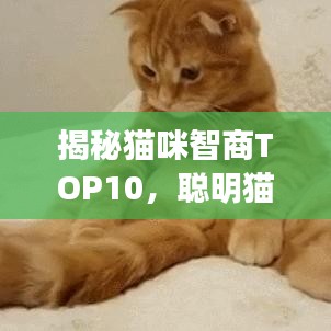 揭秘貓咪智商TOP10，聰明貓咪的精彩瞬間不容錯過！