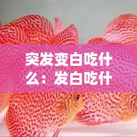 突發(fā)變白吃什么：發(fā)白吃什么藥 