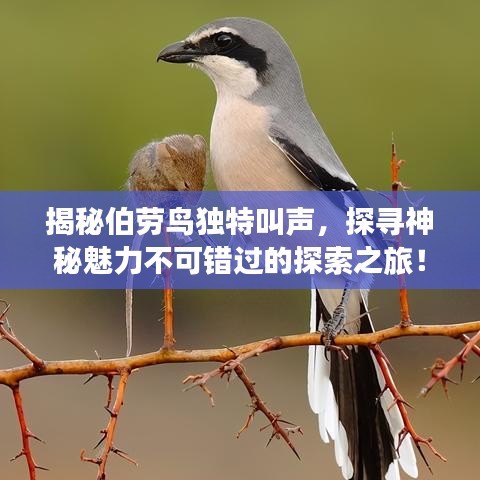 揭秘伯勞鳥獨特叫聲，探尋神秘魅力不可錯過的探索之旅！