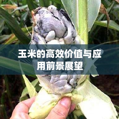 玉米的高效價值與應用前景展望