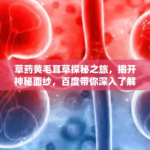 草藥黃毛耳草探秘之旅，揭開神秘面紗，百度帶你深入了解！