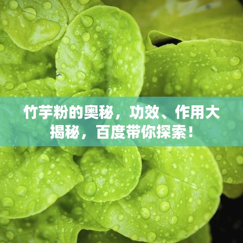 竹芋粉的奧秘，功效、作用大揭秘，百度帶你探索！