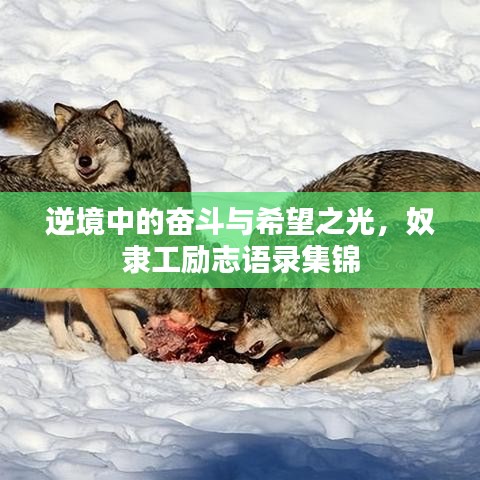 逆境中的奮斗與希望之光，奴隸工勵志語錄集錦