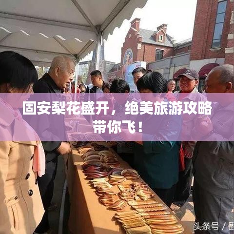 固安梨花盛開，絕美旅游攻略帶你飛！