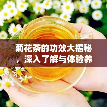 菊花茶的功效大揭秘，深入了解與體驗(yàn)養(yǎng)生之道