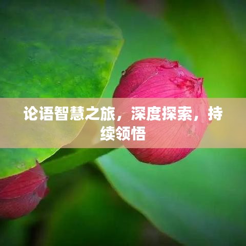論語(yǔ)智慧之旅，深度探索，持續(xù)領(lǐng)悟