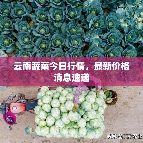 云南蔬菜今日行情，最新價格消息速遞