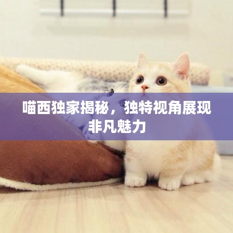 喵西獨(dú)家揭秘，獨(dú)特視角展現(xiàn)非凡魅力