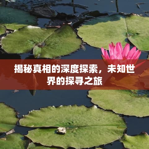 揭秘真相的深度探索，未知世界的探尋之旅