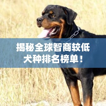 揭秘全球智商較低犬種排名榜單！