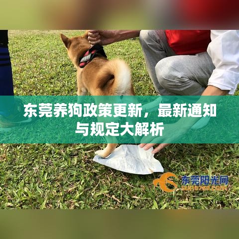東莞養(yǎng)狗政策更新，最新通知與規(guī)定大解析