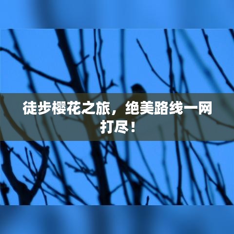 徒步櫻花之旅，絕美路線一網(wǎng)打盡！