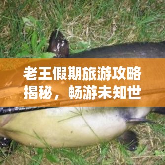 老王假期旅游攻略揭秘，暢游未知世界的精彩之旅