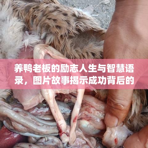 養(yǎng)鴨老板的勵志人生與智慧語錄，圖片故事揭示成功背后的奮斗歷程