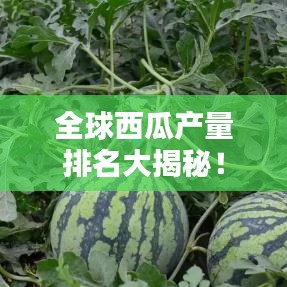 全球西瓜產(chǎn)量排名大揭秘！