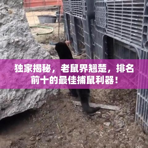 張張屈屈 第2頁