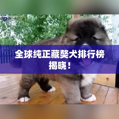 全球純正藏獒犬排行榜揭曉！