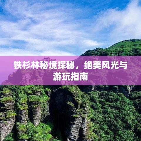 鐵杉林秘境探秘，絕美風(fēng)光與游玩指南