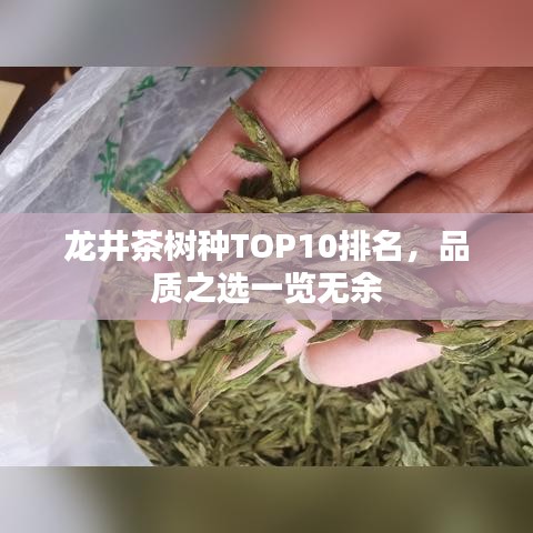 龍井茶樹種TOP10排名，品質(zhì)之選一覽無余
