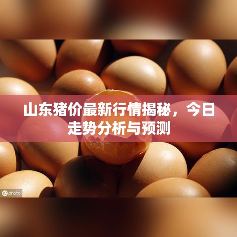 山東豬價(jià)最新行情揭秘，今日走勢(shì)分析與預(yù)測(cè)