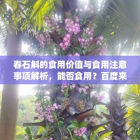 春石斛的食用價(jià)值與食用注意事項(xiàng)解析，能否食用？百度來(lái)揭秘！