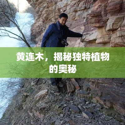 黃連木，揭秘獨特植物的奧秘