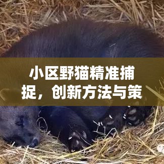小區(qū)野貓精準捕捉，創(chuàng)新方法與策略分享