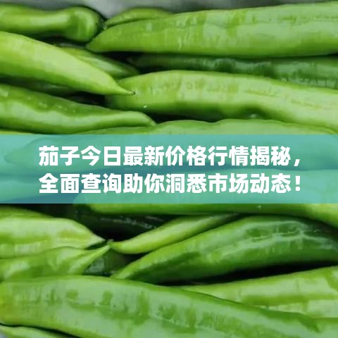 茄子今日最新價格行情揭秘，全面查詢助你洞悉市場動態(tài)！