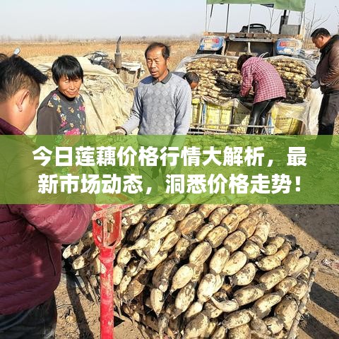今日蓮藕價格行情大解析，最新市場動態(tài)，洞悉價格走勢！