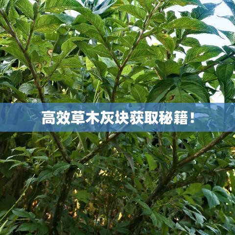 高效草木灰塊獲取秘籍！