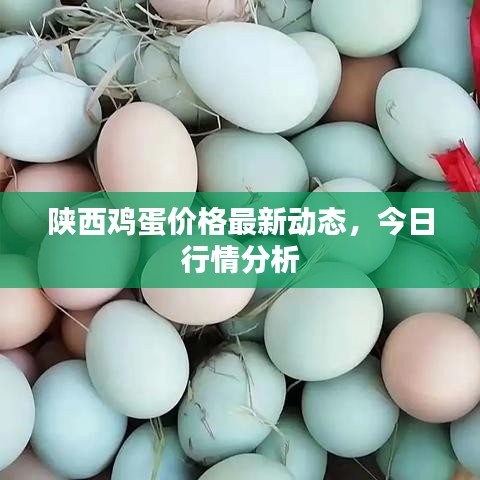陜西雞蛋價(jià)格最新動態(tài)，今日行情分析