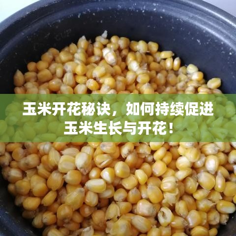 玉米開花秘訣，如何持續(xù)促進玉米生長與開花！