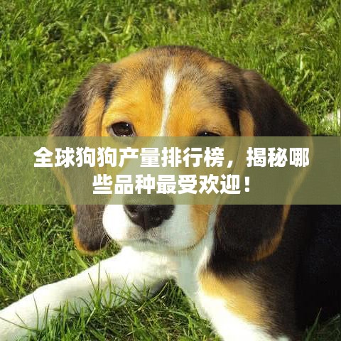 全球狗狗產(chǎn)量排行榜，揭秘哪些品種最受歡迎！