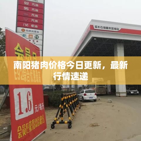 南陽豬肉價格今日更新，最新行情速遞