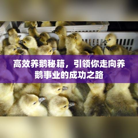 高效養(yǎng)鵝秘籍，引領(lǐng)你走向養(yǎng)鵝事業(yè)的成功之路