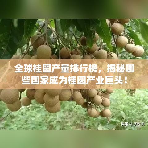 全球桂圓產(chǎn)量排行榜，揭秘哪些國(guó)家成為桂圓產(chǎn)業(yè)巨頭！